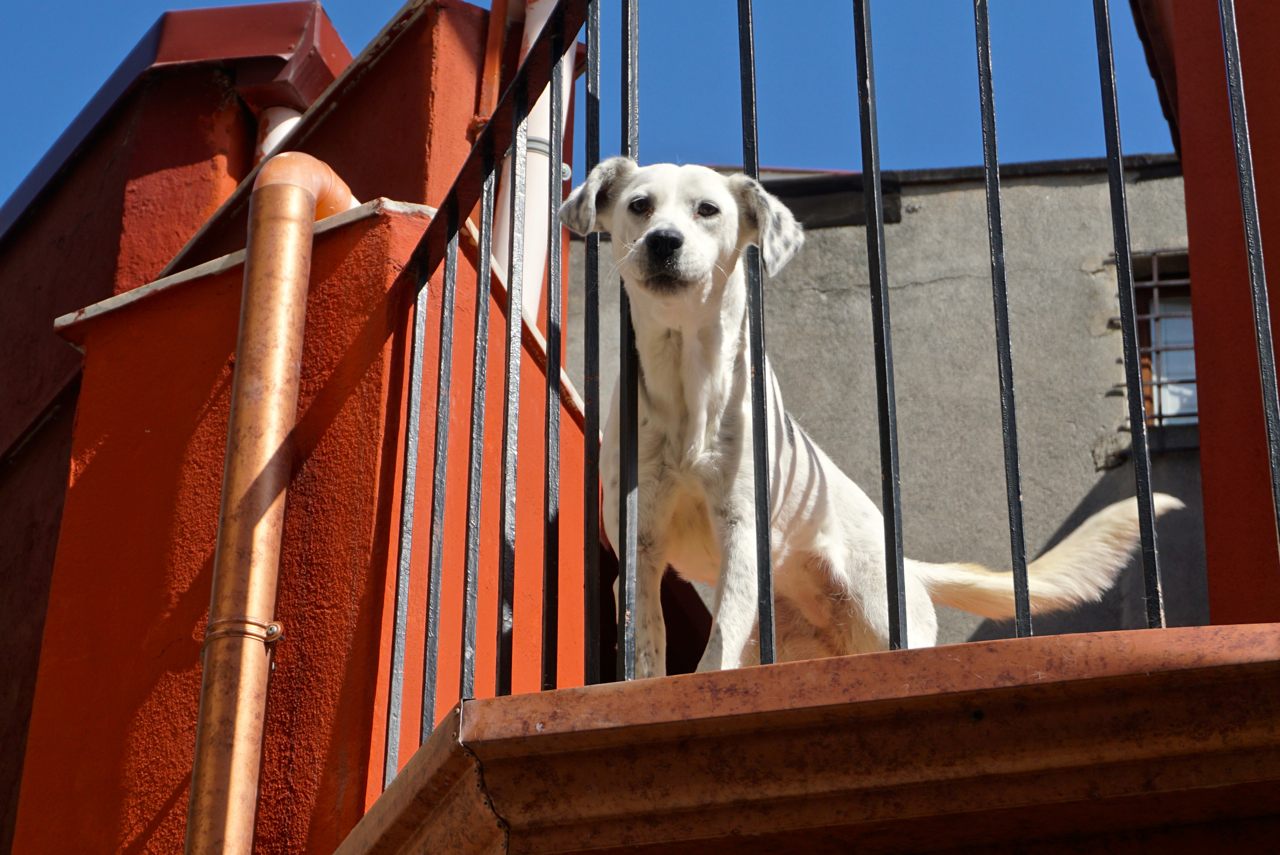 Hund auf Balkon_tierisch-in-fahrt.de