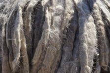 Dreadlock-Fell Bergamasker Bergamasker-Fell_tierisch-in-fahrt.de