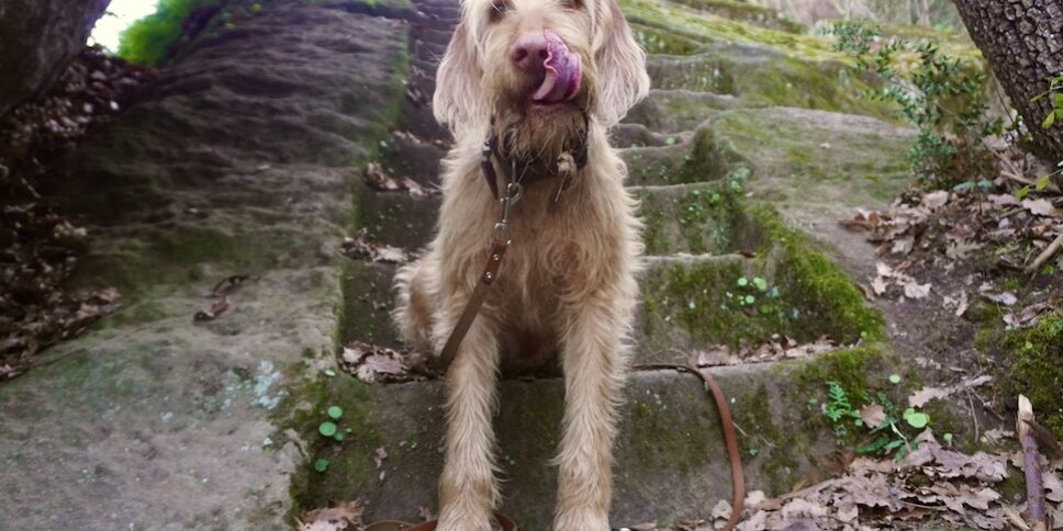 János auf den Spuren der Etrusker, Piramide etrusca, tierisch-in-fahrt.de