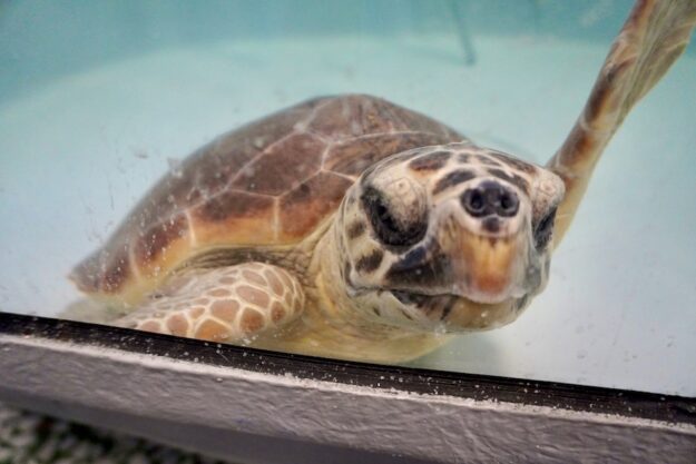 Schildkrötenkrankenhaus CRTM Brancaleone_tierisch-in-fahrt.de