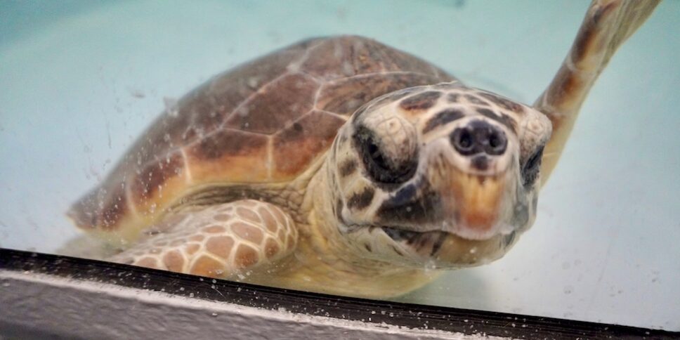 Schildkrötenkrankenhaus CRTM Brancaleone_tierisch-in-fahrt.de