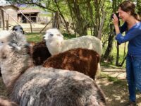 Alpakafarm Fioralpaca