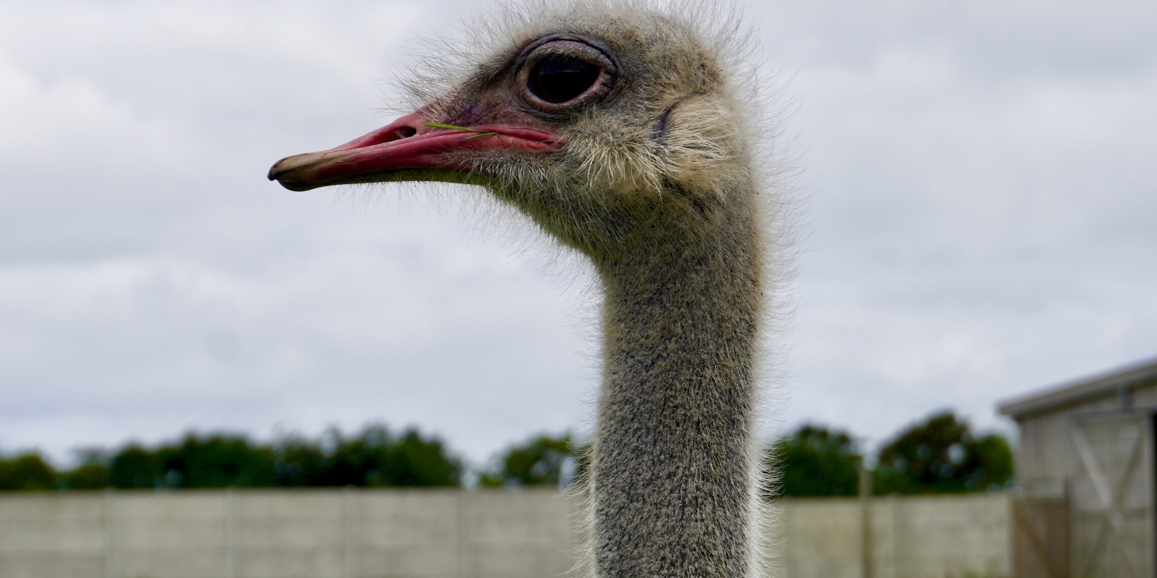 Vogelstrauß voraus! @tierisch-in-fahrt.de Porträt Vogelstrauß, @tierisch-in-fahrt.de