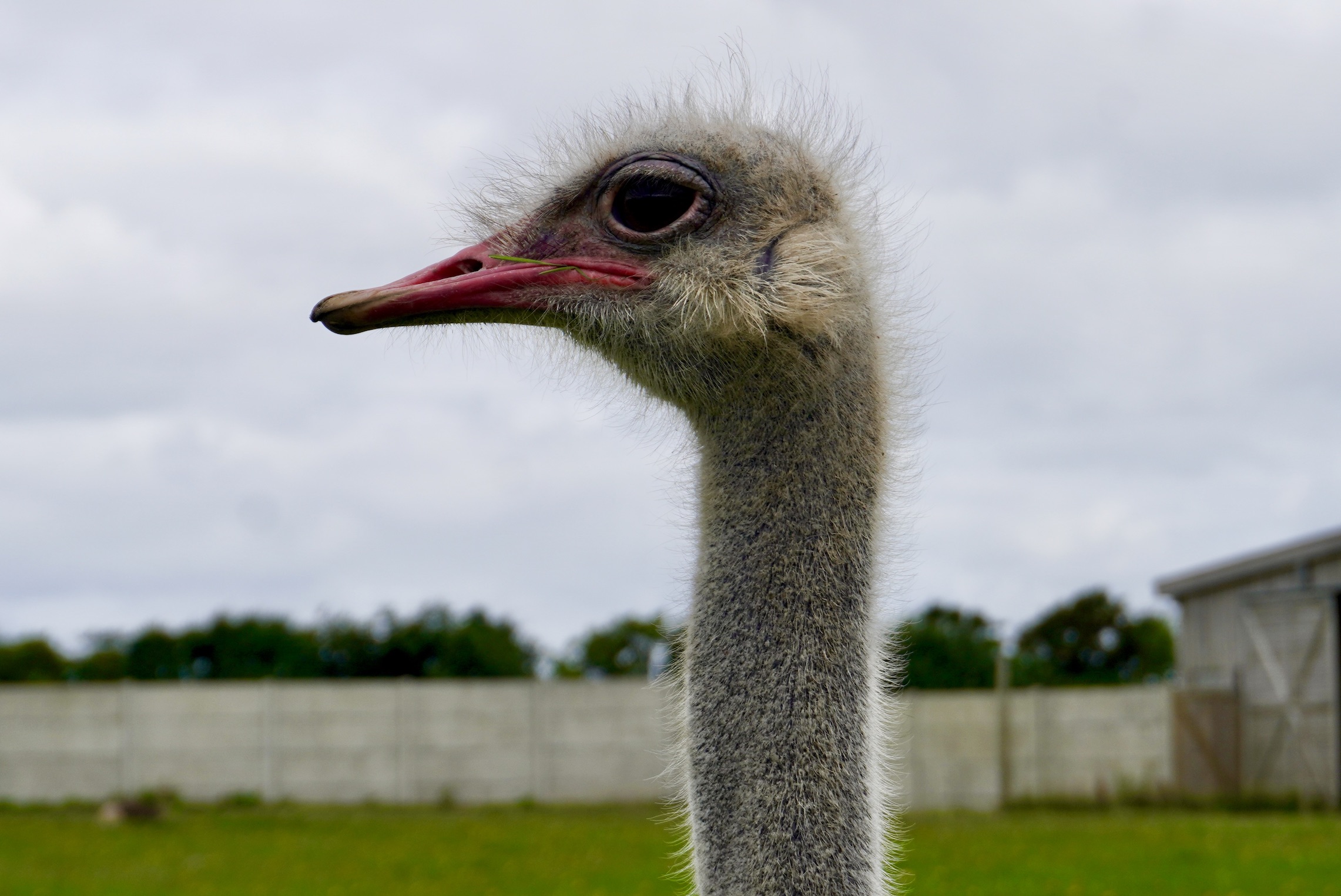 Vogelstrauß voraus! @tierisch-in-fahrt.de Porträt Vogelstrauß, @tierisch-in-fahrt.de