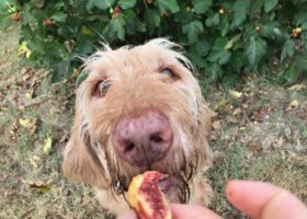Hund isst Feige, tierisch-in-fahrt.de