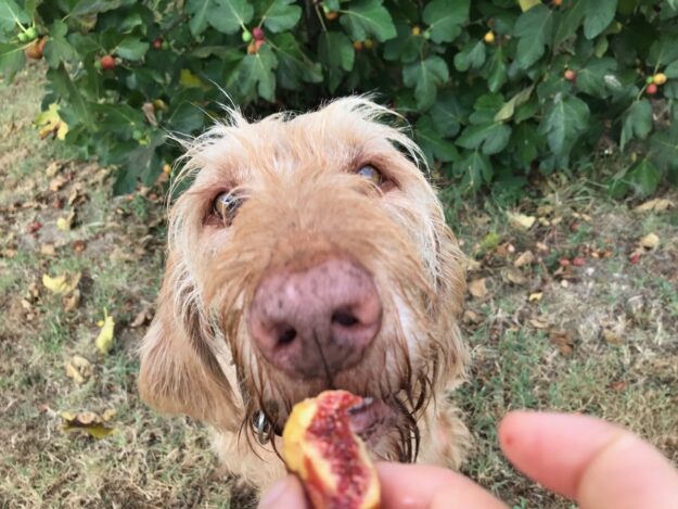 János mag Feigen, tierisch-in-fahrt.de Hund isst Feige, tierisch-in-fahrt.de