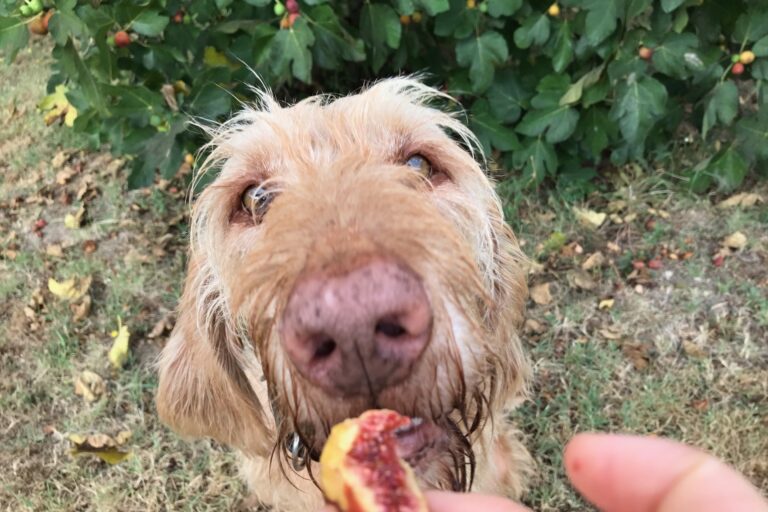 Hund isst Feige, tierisch-in-fahrt.de