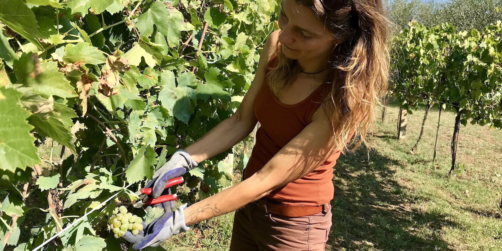 Weinlese 2023 in Bomarzo, @tierisch-in-fahrt.de Weinernte 2023, @tierisch-in-fahrt.de