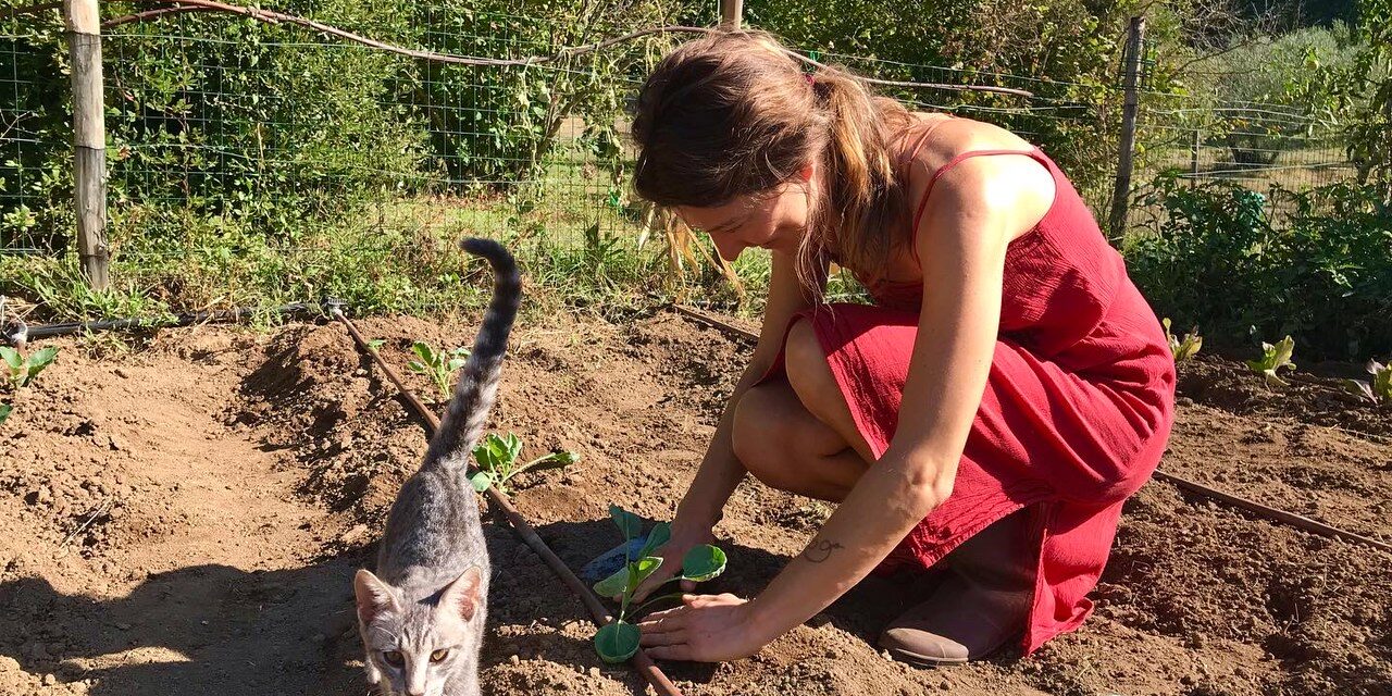 Rosenkohl pflanzen, tierisch-in-fahrt.de Gartenarbeit mit Katze