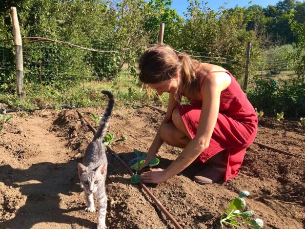 Rosenkohl pflanzen, tierisch-in-fahrt.de Gartenarbeit mit Katze