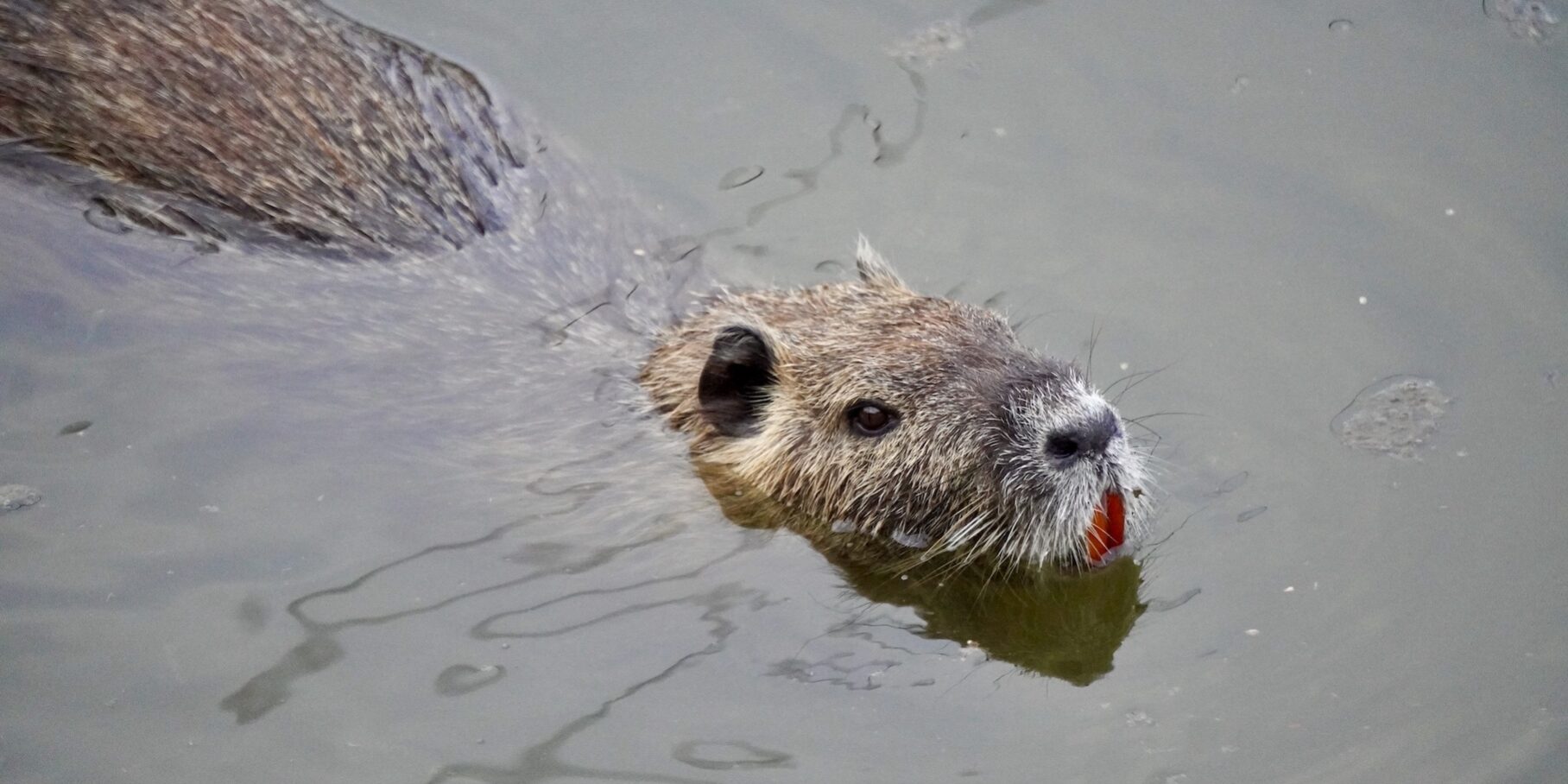 Nutria in der Saline von Tarquinia, @tierisch-in-fahrt.de Nutria im Wasser, @tierisch-in-fahrt.de