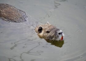 Nutria im Wasser, @tierisch-in-fahrt.de