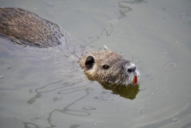 Nutria im Wasser, @tierisch-in-fahrt.de