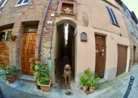 Hund in der kleinsten Gasse Italiens, Umbrien, Città della Pieve, @tierisch-in-fahrt.de