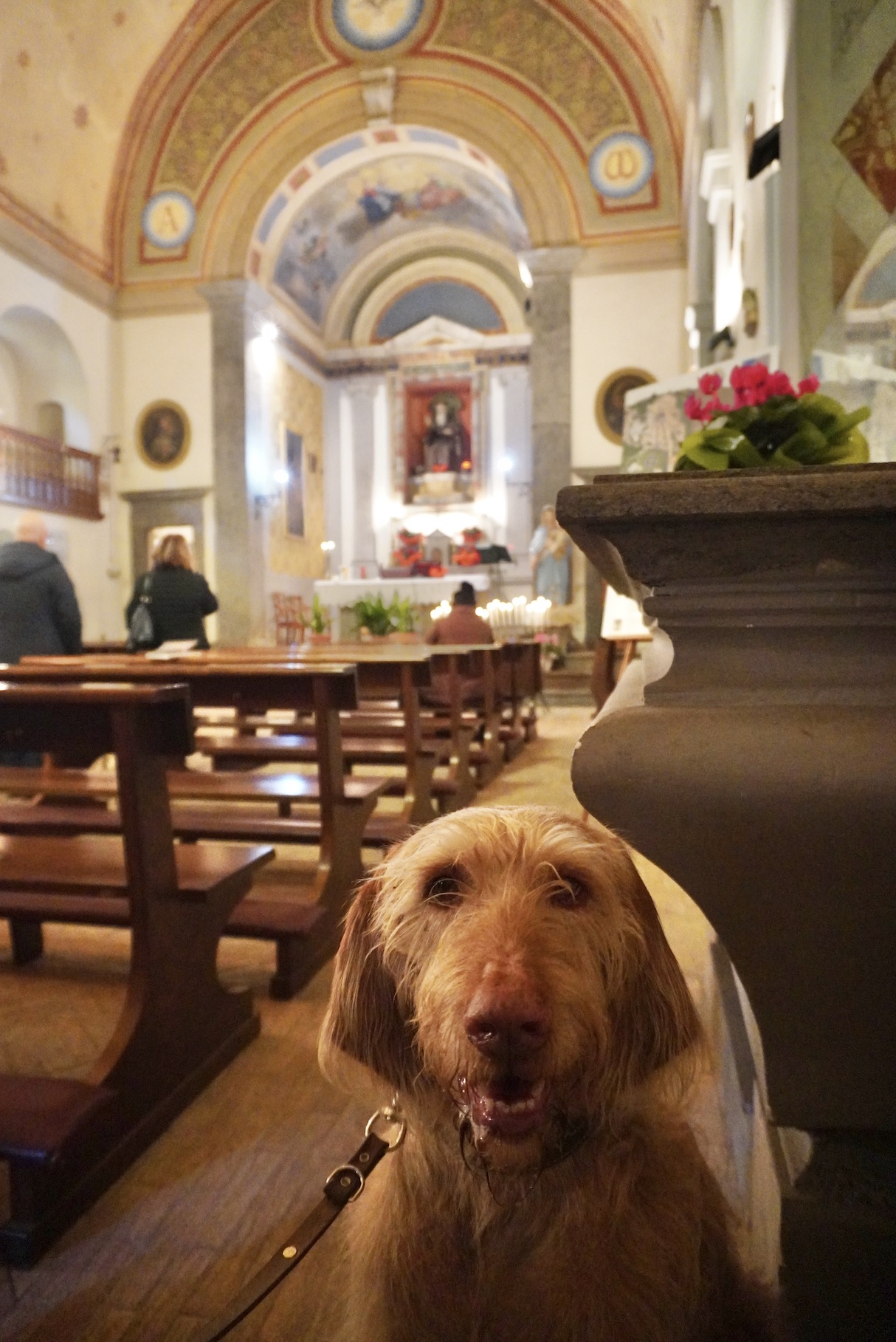 Hund in der Kirche, @tierisch-in-fahrt.de