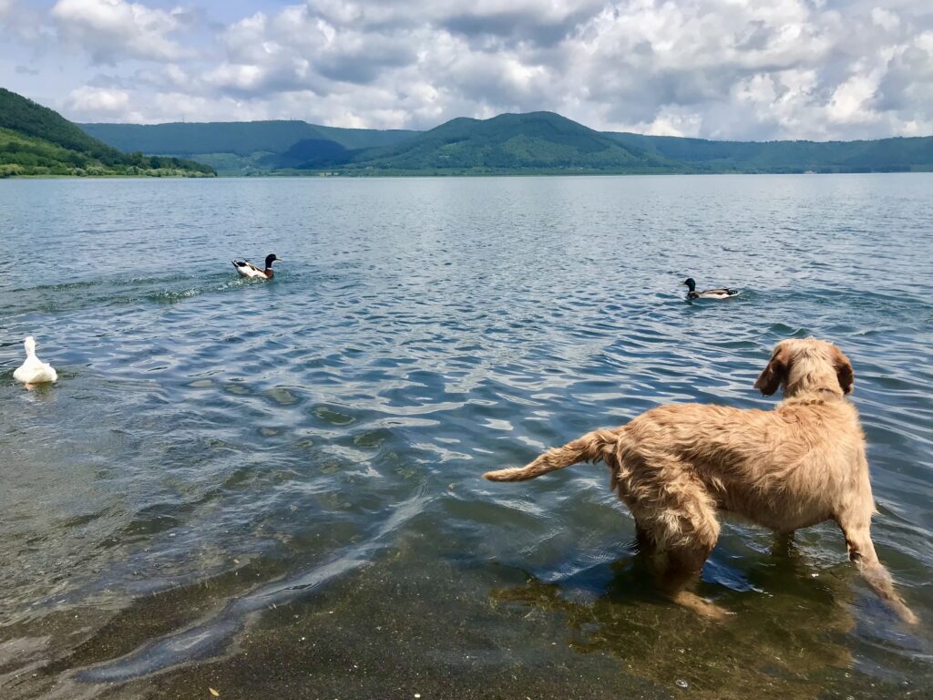 Vizsla badet im Vicosee, tierisch-in-fahrt.de