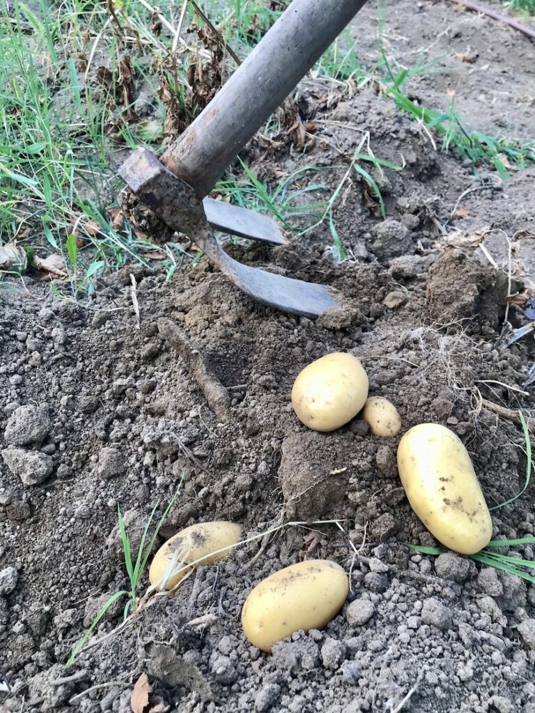 Kartoffelernte, tierisch-in-fahrt.de