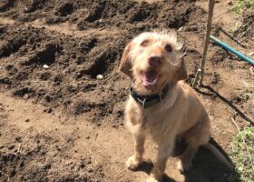 Hund und Kartoffeln, tierisch-in-fahrt.de