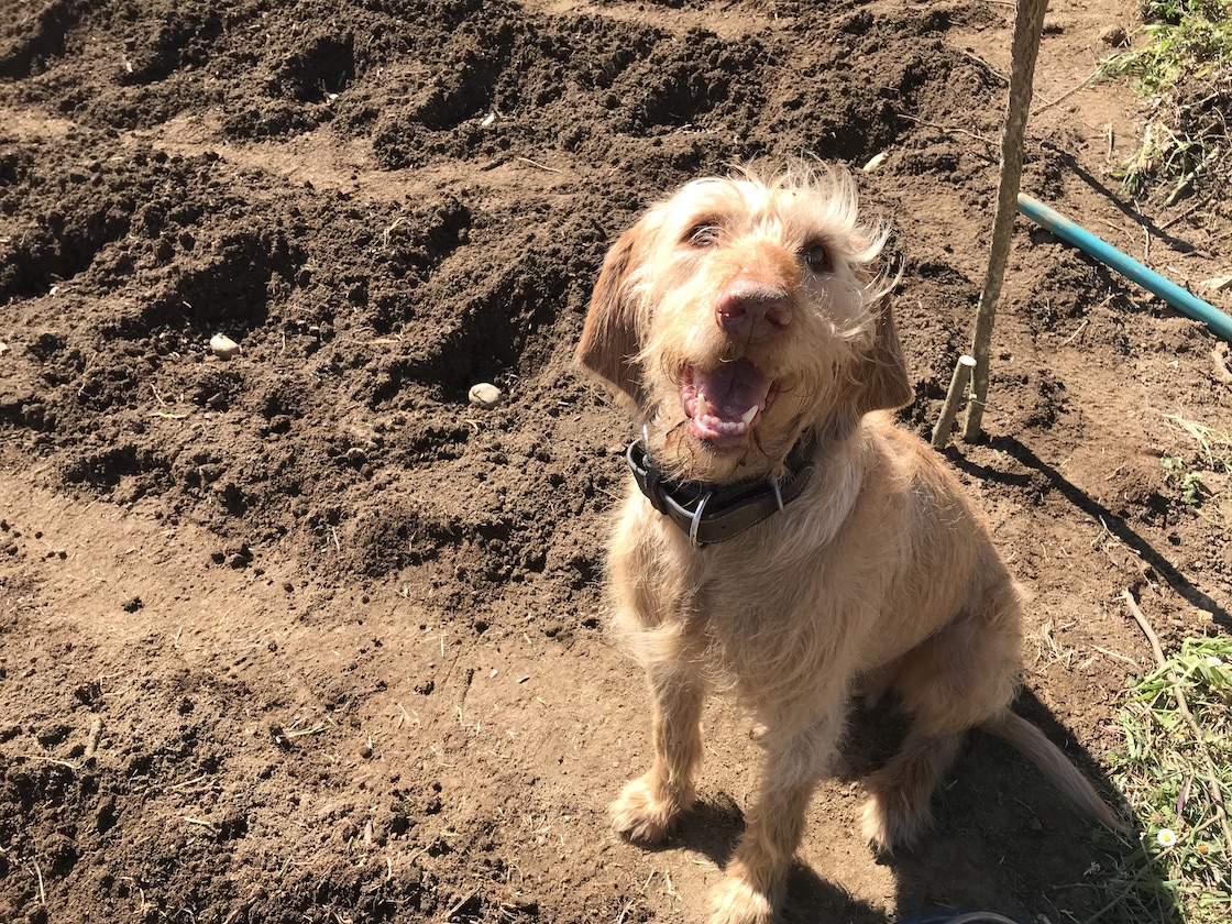 János hat Spaß beim Kartoffelsetzen, tierisch-in-fahrt.de Hund und Kartoffeln, tierisch-in-fahrt.de