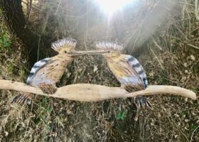Wiedehopf aus Holz, Kunst von Salvatore Fosci, @tierisch-in-fahrt.de