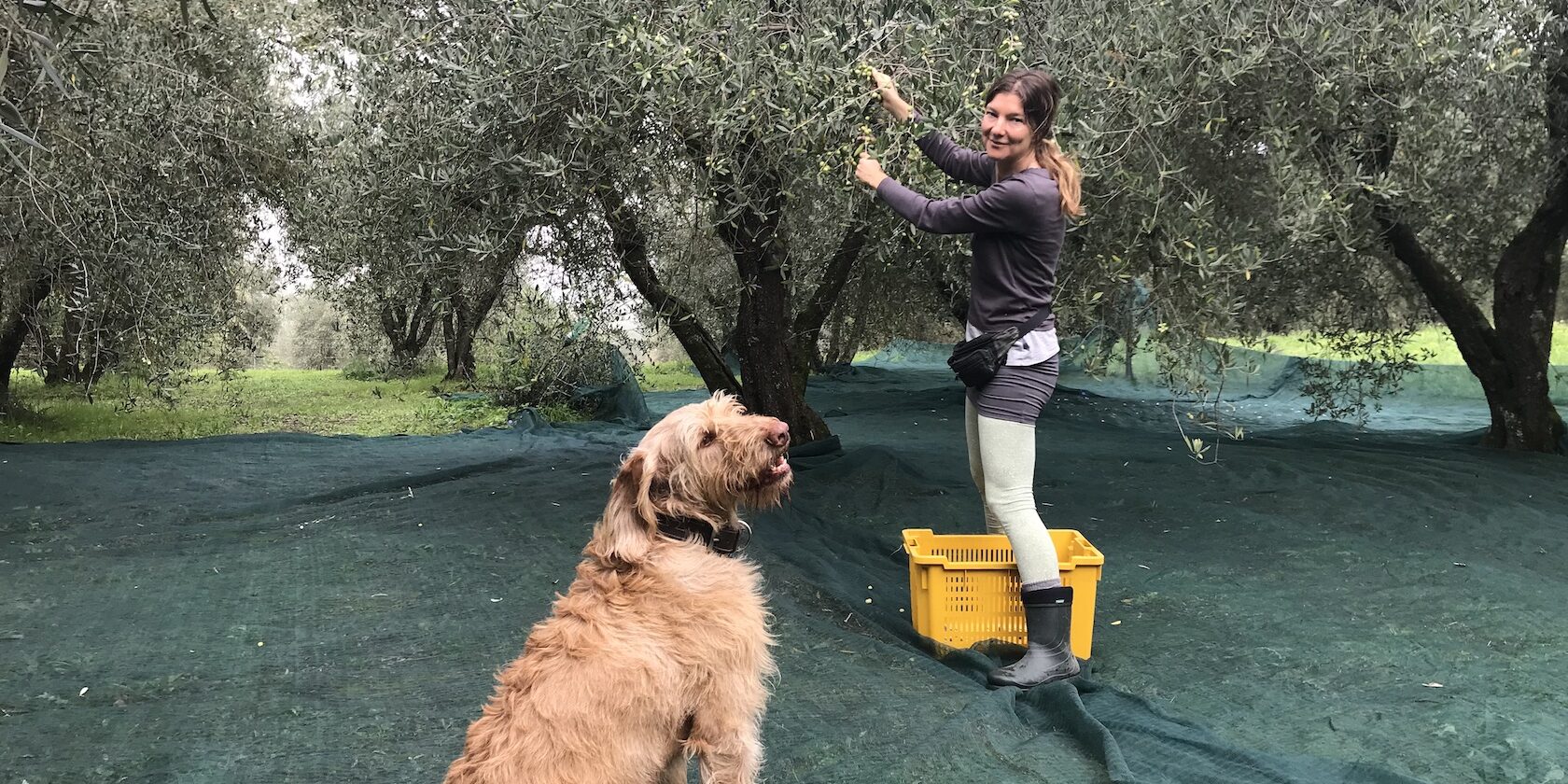 Olivenernte 2024, @tierisch-in-fahrt.de Olivenernte Bomarzo, @tierisch-in-fahrt.de