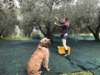 Olivenernte Bomarzo, @tierisch-in-fahrt.de