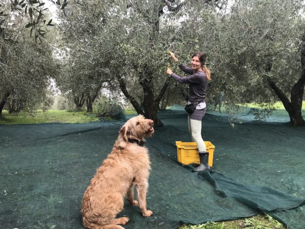 Olivenernte 2024, @tierisch-in-fahrt.de Olivenernte Bomarzo, @tierisch-in-fahrt.de