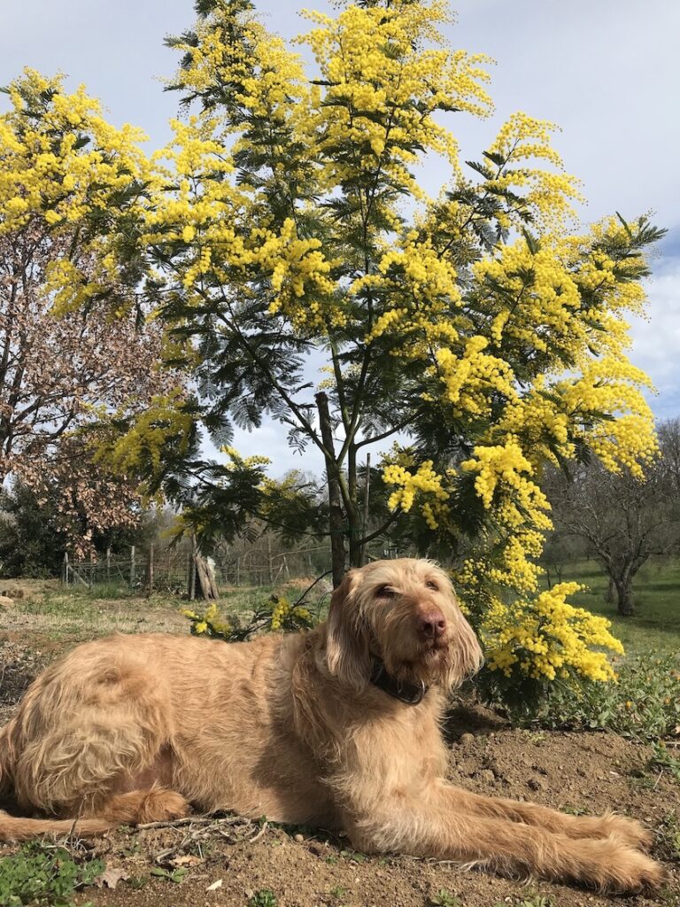 Drahthaarvizsla im Frühling, @tierisch-in-fahrt.de