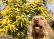 Hund und Mimose/Silberakazie, Italientagebuch @tierisch-in-fahrt.de