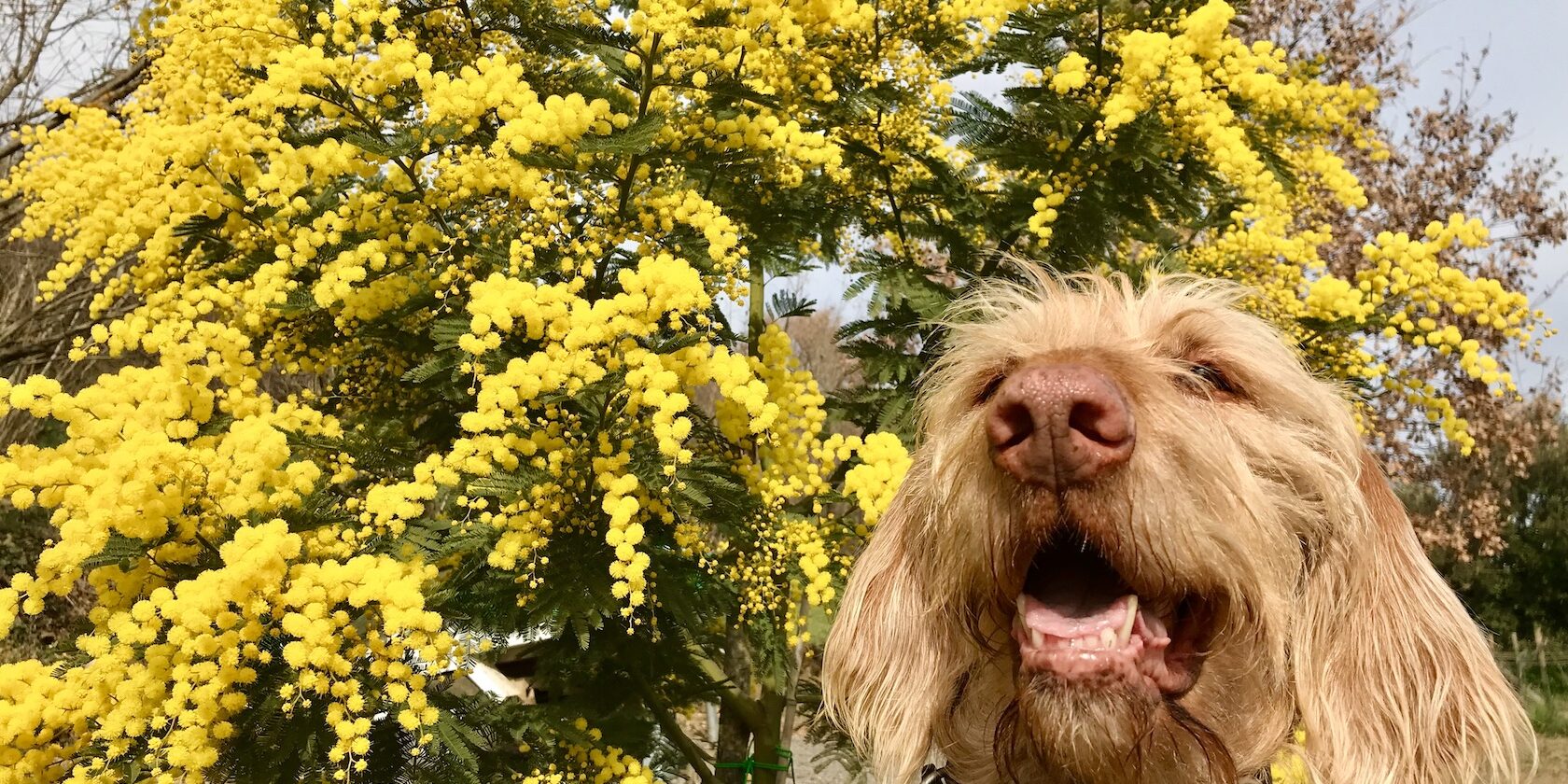 Hund und Mimose/Silberakazie, Italientagebuch @tierisch-in-fahrt.de