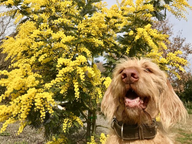 János freut sich über die Blütenpracht der Mimose, @tierisch-in-fahrt.de Hund und Mimose/Silberakazie, Italientagebuch @tierisch-in-fahrt.de