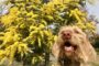 Hund und Mimose/Silberakazie, Italientagebuch @tierisch-in-fahrt.de
