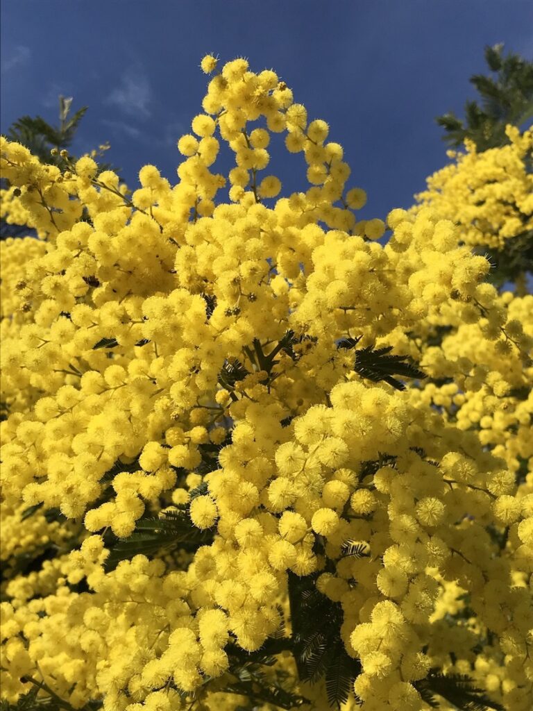 Falsche Mimose, Silberakazie in Italien