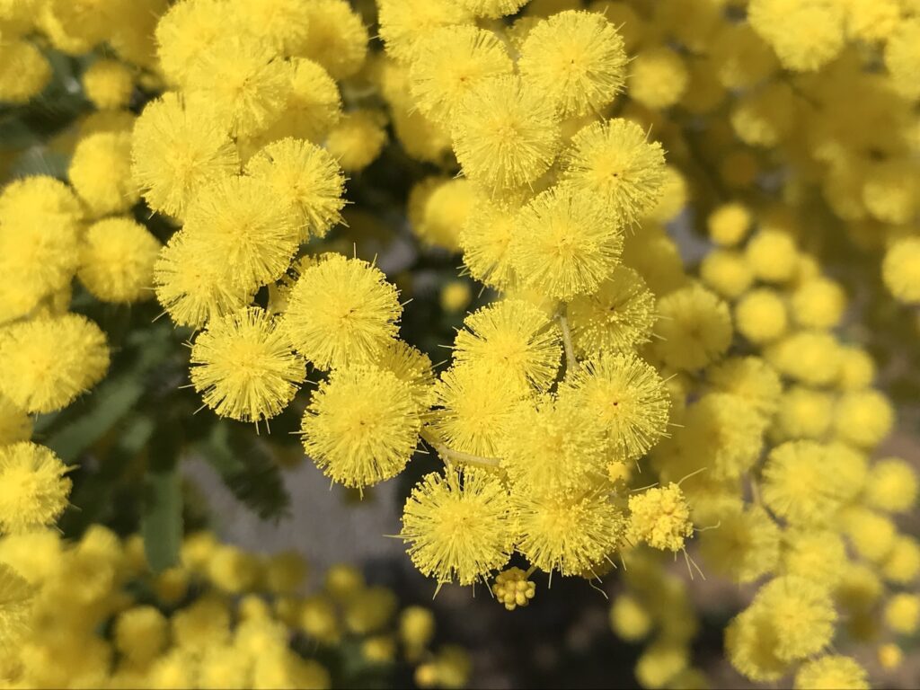 Falsche Mimose, @tierisch-in-fahrt.de