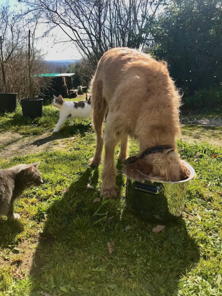 Hund frisst aus Topf, @tierisch-in.fahrt.de