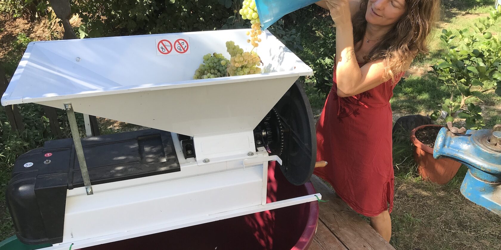 Weinlese 2025 in Bomarzo, @tierisch-in-fahrt.de Weinlese in Italien, @tierisch-in-fahrt.de