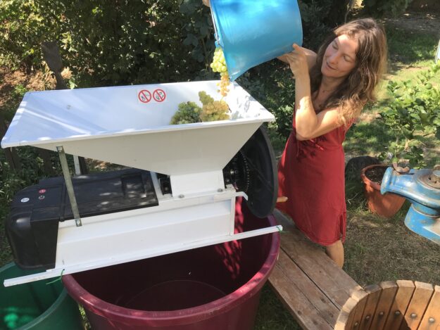 Weinlese 2025 in Bomarzo, @tierisch-in-fahrt.de Weinlese in Italien, @tierisch-in-fahrt.de