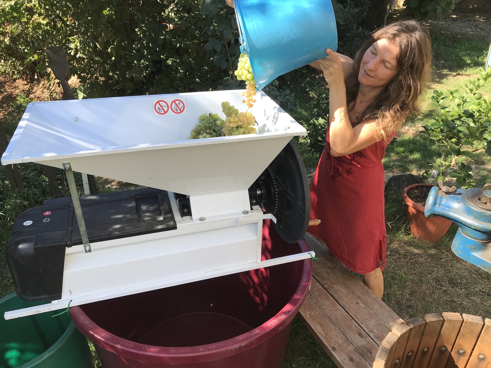 Weinlese 2025 in Bomarzo, @tierisch-in-fahrt.de Weinlese in Italien, @tierisch-in-fahrt.de