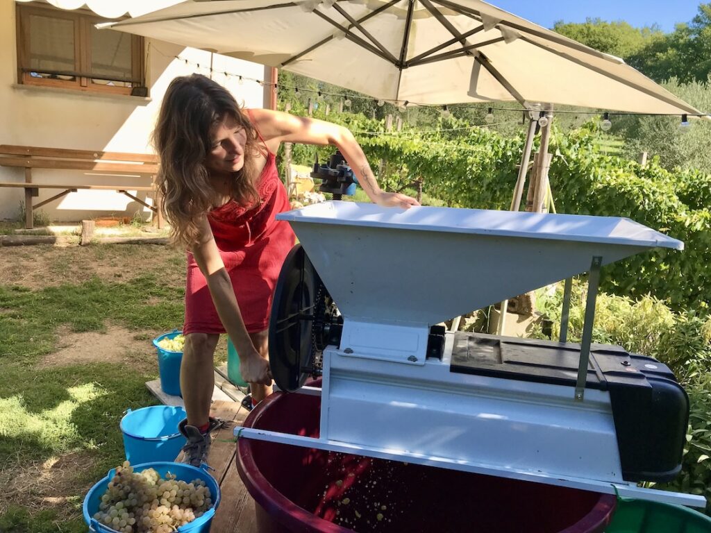 Weinlese Bomarzo, @tierisch-in-fahrt.de