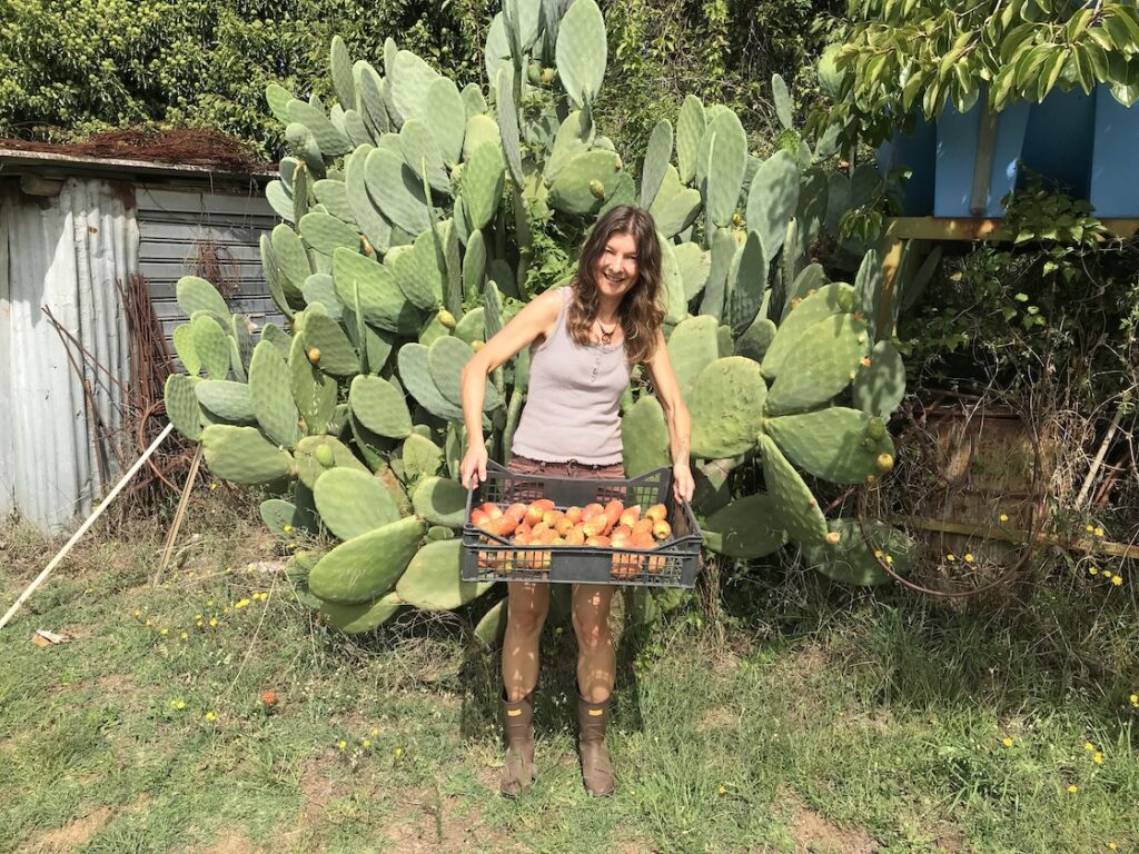 Kaktusfeigen ernten in Italien, @tierisch-in-fahrt.de