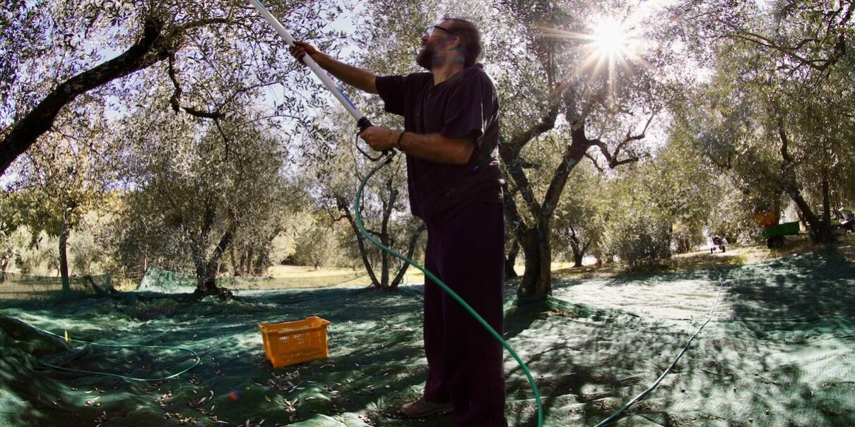 Oliven pflücken, @tierisch-in-fahrt.de
