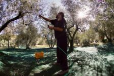 Oliven pflücken, @tierisch-in-fahrt.de