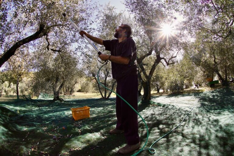 Oliven pflücken, @tierisch-in-fahrt.de