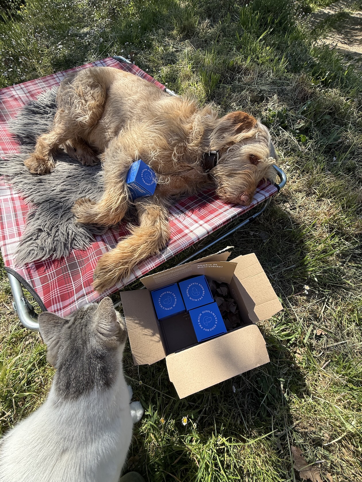 Mammaly auch für Katzen, @tierisch-in-fahrt.de