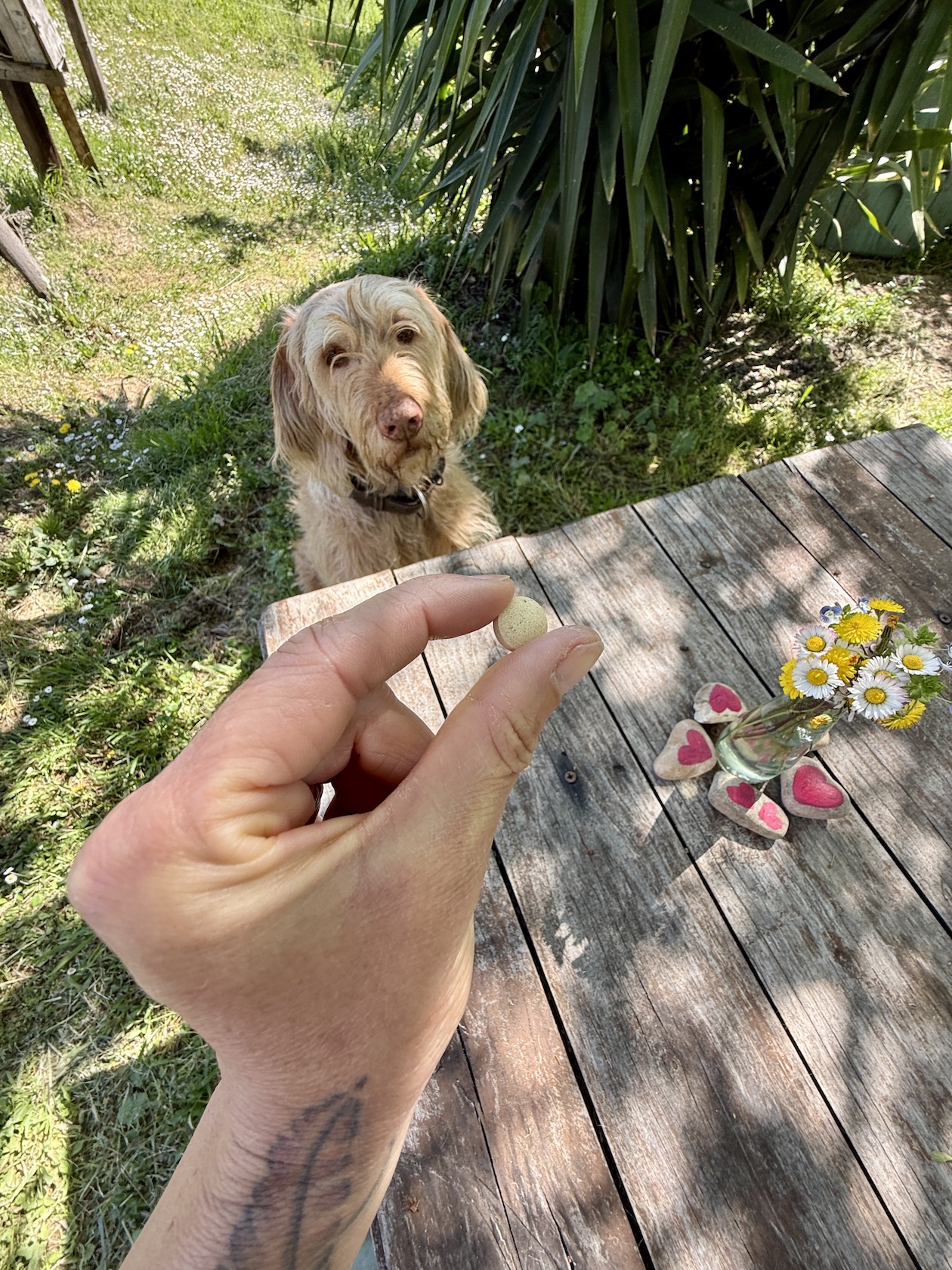 Synergieformel Tablette Vitamin B von Mammaly, @tierisch-in-fahrt.de