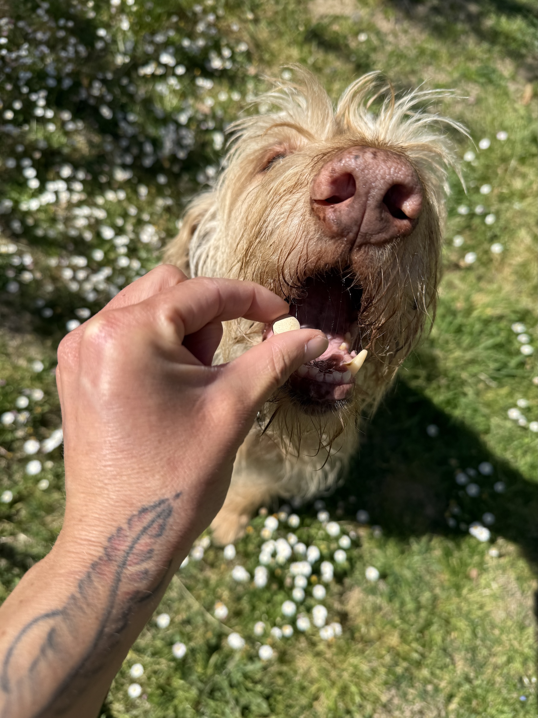 Tabletten mit Geschmack, Mammaly, @tierisch-in-fahrt.de