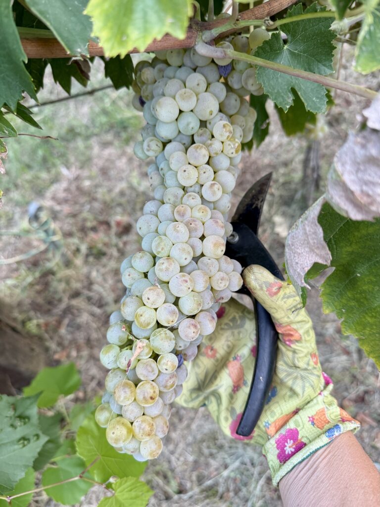 Weinernte 2026 Italien @tierisch-in-fahrt.de