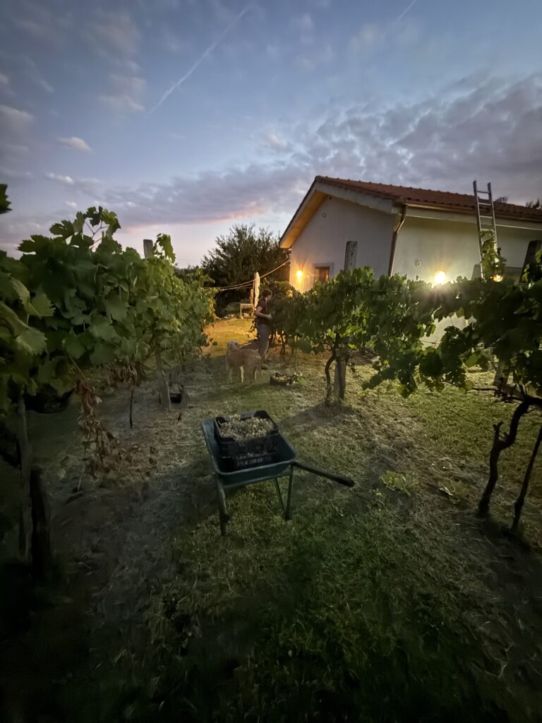 Weinlese am Abend @tierisch-in-fahrt.de
