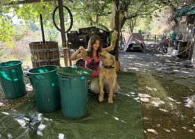 Weinernte 2026 in Italien