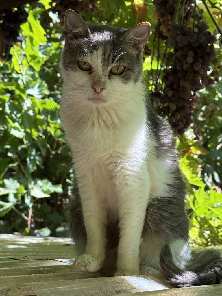 Katze in Italien, @tierisch-in-fahrt.de